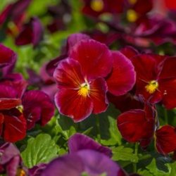 Cedar River Garden Center
