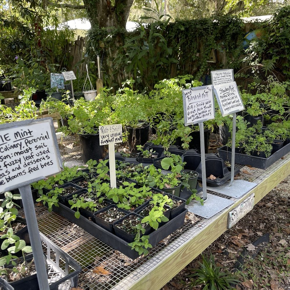Maggie's Herb Farm - Nurseries & Gardening Near Me - Saint Augustine, Florida Maggie's Herb Farm - Nurseries & Gardening Near Me - Saint Augustine, Florida