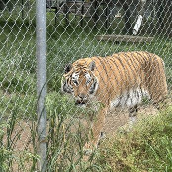 Carolina Tiger Rescue - Animal Shelters Near Me - Pittsboro, North Carolina Carolina Tiger Rescue - Animal Shelters Near Me - Pittsboro, North Carolina