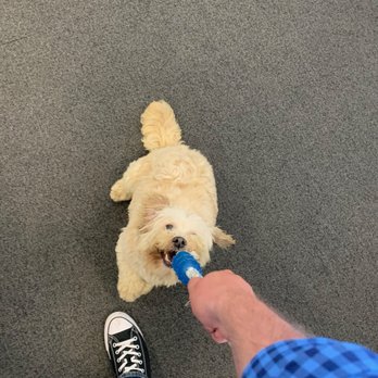 The Barking Lot - Turns out he loves tug of war! - Animal Shelters Near Me - Ramona, California The Barking Lot - Turns out he loves tug of war! - Animal Shelters Near Me - Ramona, California