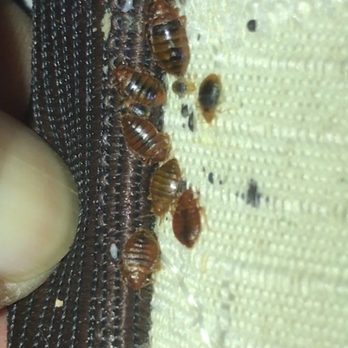 Pestaside Pest Solutions - Adult and young bedbugs - Pest Control Near Me Pestaside Pest Solutions - Adult and young bedbugs - Pest Control Near Me