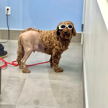 Brighter Veterinary Center - One week after surgery. Prepping for red-light laser therapy. YES! THEY PUT GOGGLES ON! - Veterinarians Near Me - Northridge, California Brighter Veterinary Center - One week after surgery. Prepping for red-light laser therapy. YES! THEY PUT GOGGLES ON! - Veterinarians Near Me - Northridge, California
