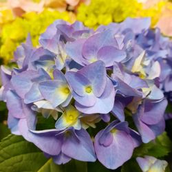 Barlow Florist