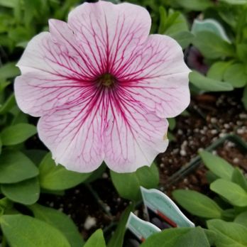 Devriendt Farm - a close up of a flower - Nurseries & Gardening Near Me - Goffstown, New Hampshire Devriendt Farm - a close up of a flower - Nurseries & Gardening Near Me - Goffstown, New Hampshire