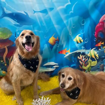 K9 Obedience Academy - Pet Training Near Me - Rochester, New York