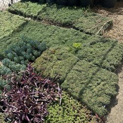 Green Spot Nursery
