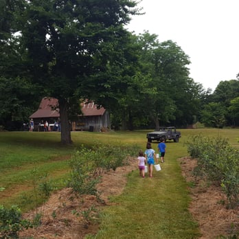 Burton's Farm Blueberries - Family friendly picking! - Pick Your Own Farms Near Me - Billings, Missouri Burton's Farm Blueberries - Family friendly picking! - Pick Your Own Farms Near Me - Billings, Missouri