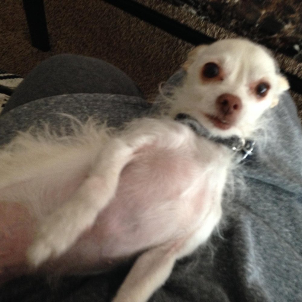 This is a text during a visit of one of my dogs sent with the caption"Bonkers made herself at home on my lap"! This is a text during a visit of one of my dogs sent with the caption"Bonkers made herself at home on my lap"!