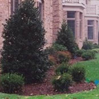 Round Hill Tree Service - Pest Control Near Me - Greenwich, Connecticut Round Hill Tree Service - Pest Control Near Me - Greenwich, Connecticut