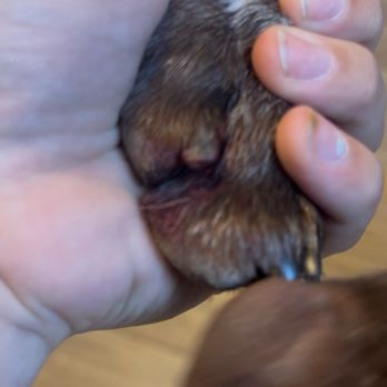 PetSmart - Pet Training Near Me - Jacksonville, North Carolina