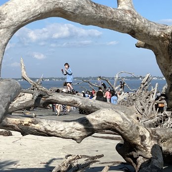 Driftwood Beach - Fun with photos. - Beaches Near Me - Jekyll Island, Georgia Driftwood Beach - Fun with photos. - Beaches Near Me - Jekyll Island, Georgia