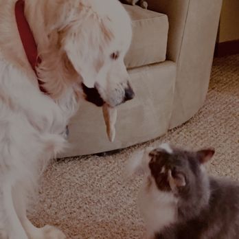 Access Veterinary Care - Here's your toy Oliver,
I'm not going to help you look any more. - Veterinarians Near Me - Crystal, Minnesota Access Veterinary Care - Here's your toy Oliver,
I'm not going to help you look any more. - Veterinarians Near Me - Crystal, Minnesota