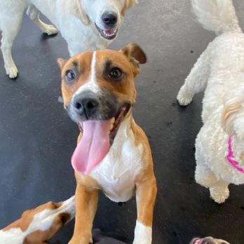 PSS Pet Hotel - Upland - Pet Boarding Near Me - Upland, California PSS Pet Hotel - Upland - Pet Boarding Near Me - Upland, California