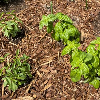 Carnation Farms - Thai and Genovese basil plants - Farms Near Me - Carnation, Washington