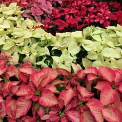 The Home Depot - All of the pointsettias