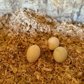 Back-to-Eden Ranch - Attraction Farms Near Me - Gilroy, California