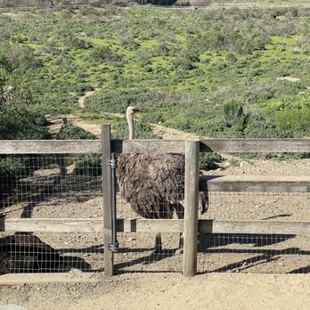 Ostrichland USA - Dino. - Attraction Farms Near Me - Solvang, California Ostrichland USA - Dino. - Attraction Farms Near Me - Solvang, California