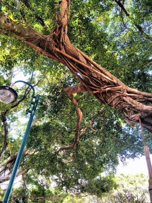 Kowloon Park by null