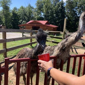 Alpaca Run Farm - Farms Near Me - Parkersburg, West Virginia Alpaca Run Farm - Farms Near Me - Parkersburg, West Virginia