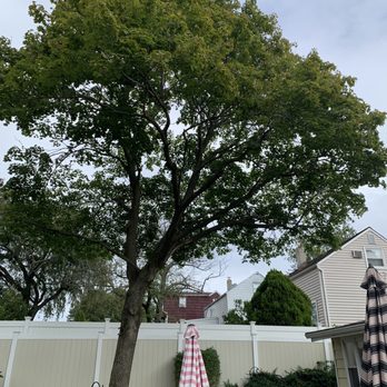 Promise Tree & Landscape Service - Expert Tree trimming - Tree Services Near Me Promise Tree & Landscape Service - Expert Tree trimming - Tree Services Near Me