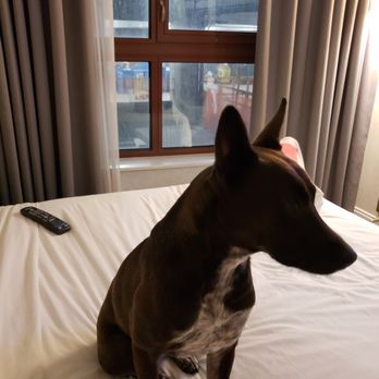 Hotel Indigo Brooklyn - Hotels Near Me - Brooklyn, New York Hotel Indigo Brooklyn - Hotels Near Me - Brooklyn, New York