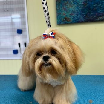 Golden Touch Grooming - Pet Style by Maegan - Pet Groomers Near Me - Jacksonville, Arkansas Golden Touch Grooming - Pet Style by Maegan - Pet Groomers Near Me - Jacksonville, Arkansas