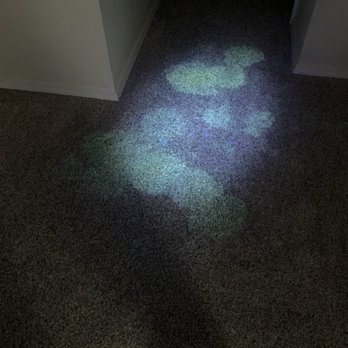 Pristine Carpet Care - Dog urine under our black light. - Carpet Cleaning Near Me - Longmont, Colorado
