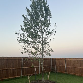 Yard Service Noris - Landscaping Near Me