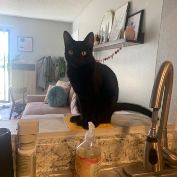 Hannah's Cat Training - Training pad to allow my cat to watch me cook without actually being on my counters. A happy compromise. - Pet Training Near Me Hannah's Cat Training - Training pad to allow my cat to watch me cook without actually being on my counters. A happy compromise. - Pet Training Near Me