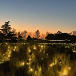 Lavender Nights - So pretty!