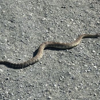Montana de Oro State Park - A rattlesnake slithering across a trail path. - Parks Near Me - Los Osos, California