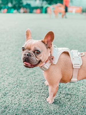 Barkyard n' Brews by null