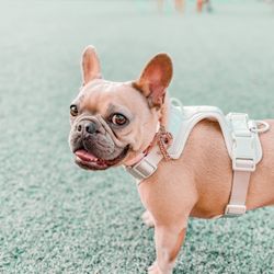 Barkyard n' Brews - She loves it here.