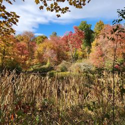 Laughing Brook Wildlife Sanctuary - Laughing Brook Pond, the birth place of Thornton Burgess's Peter Rabbit, Reddy Fox, Grandfather Frog.