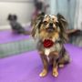 Photo of Pooch Paradise Mobile Dog Grooming