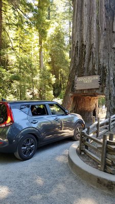 Drive-Thru Tree Park Leggett by null