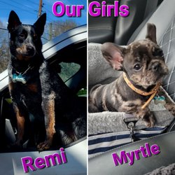 Big Paws Mobile Pet Grooming - My own babies