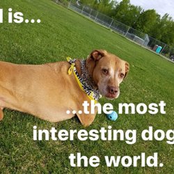 Davenport Baseball Fields - I don't always chase balls, but when I do I chase chuck-it.