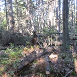 School House Pond Preserve - Fierce storms and wind cause lots of damage
