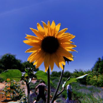 Frog Creek Farm Ojai - Pick Your Own Farms Near Me - Ojai, California