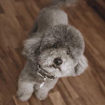 Pawtriotic Dog Spaw - Forrest my baby! - Pet Groomers Near Me - Murrieta, California Pawtriotic Dog Spaw - Forrest my baby! - Pet Groomers Near Me - Murrieta, California