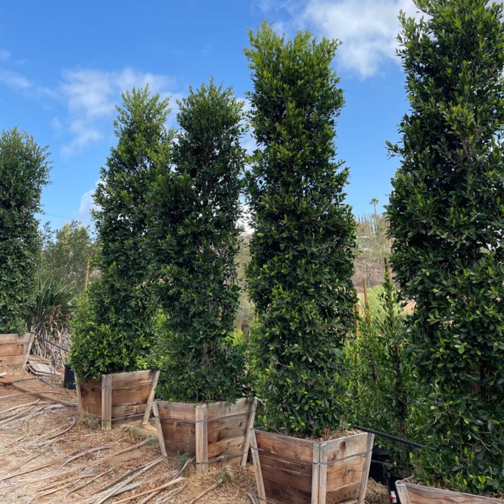 CASTAÑEDA NURSERY Updated April 2024 39 Photos 2210 Rainbow Glen