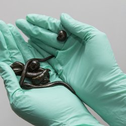 Hirudo Therapy - Medical leeches