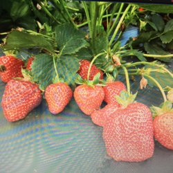 Vaughan Farms’ Produce - The most beautiful strawberries and they taste even better