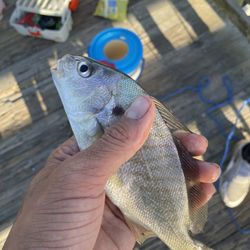 Arlington Bait and Tackle - What we caught