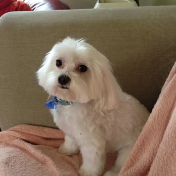 Telma's Pet Grooming - My doggy's puppy cut:) - Pet Groomers Near Me - Absecon, New Jersey Telma's Pet Grooming - My doggy's puppy cut:) - Pet Groomers Near Me - Absecon, New Jersey