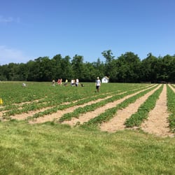 Johnson's Berry Patch
