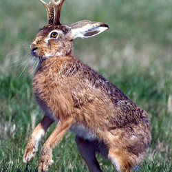 Wild Things & Company Taxidermy - Colorado Jackalope