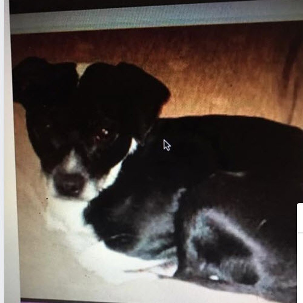 Dog Training By PJ - This is Chip when I first got him. - Pet Training Near Me - Sparks, Nevada Dog Training By PJ - This is Chip when I first got him. - Pet Training Near Me - Sparks, Nevada