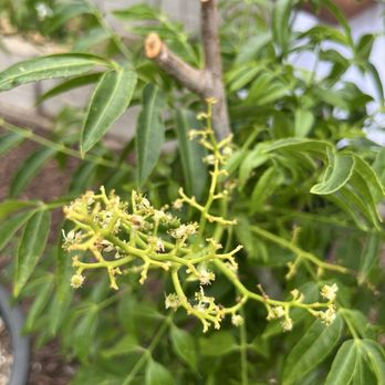 Bee's Nursery and Garden - Nurseries & Gardening Near Me - Sacramento, California